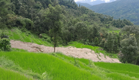 पहिरोले धानखेत बगाएपछि चिन्तामा किसान